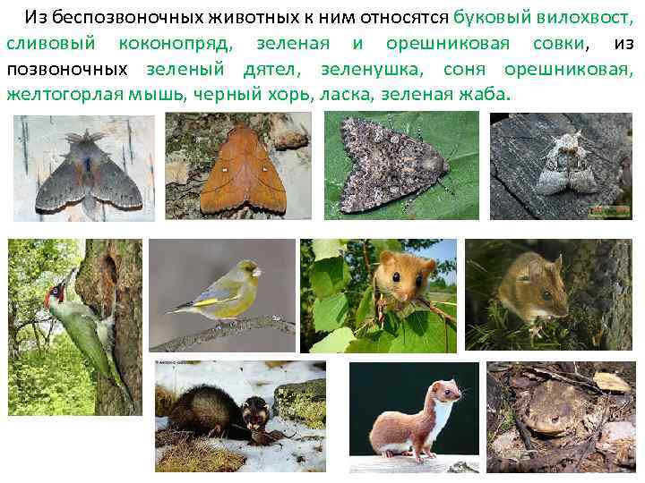 Растительный и животный мир иркутской области презентация