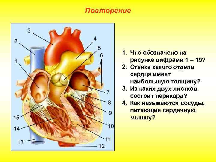 Повторение 1. Что обозначено на рисунке цифрами 1 – 15? 2. Стенка какого отдела