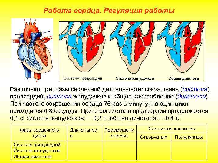 Работа сердца. Регуляция работы Различают три фазы сердечной деятельности: сокращение (систола) предсердий, систола желудочков