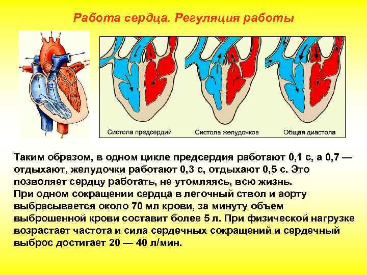 Работа сердца. Регуляция работы Таким образом, в одном цикле предсердия работают 0, 1 с,