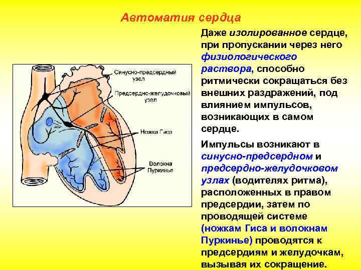 Автоматизм сердца. Узлы автоматии сердца физиология. Проводящая система сердца. Строение сердца автоматия сердца. Автоматия это в физиологии.