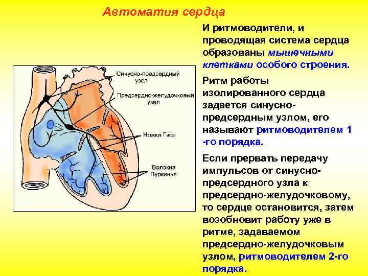 Автоматия. Автоматизм сердца физиология. Механизм АВТОМАТИЗМА сердца физиология. Узлы автоматии сердца физиология. Автоматизм сердца обеспечивают структуры.