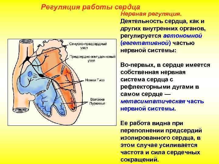 Характеристика деятельности сердца. Регуляция сердечной деятельности осуществляется. Работа сердца регулируется. Нервная регуляция работы сердца. Чем регулируется работа сердца.