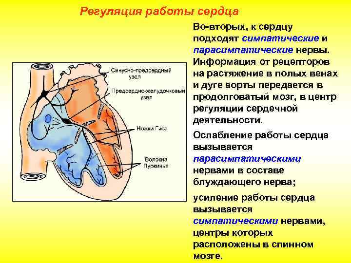 Регуляция работы сердца Во-вторых, к сердцу подходят симпатические и парасимпатические нервы. Информация от рецепторов