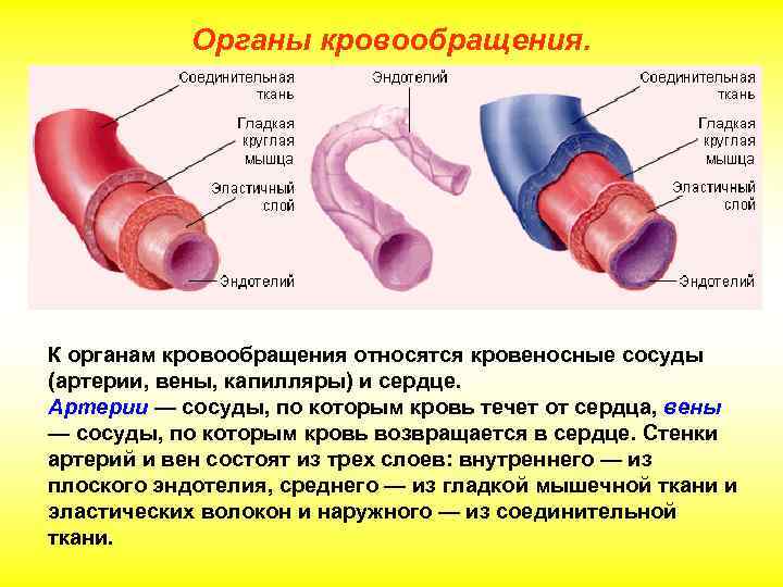 Органы кровообращения. К органам кровообращения относятся кровеносные сосуды (артерии, вены, капилляры) и сердце. Артерии