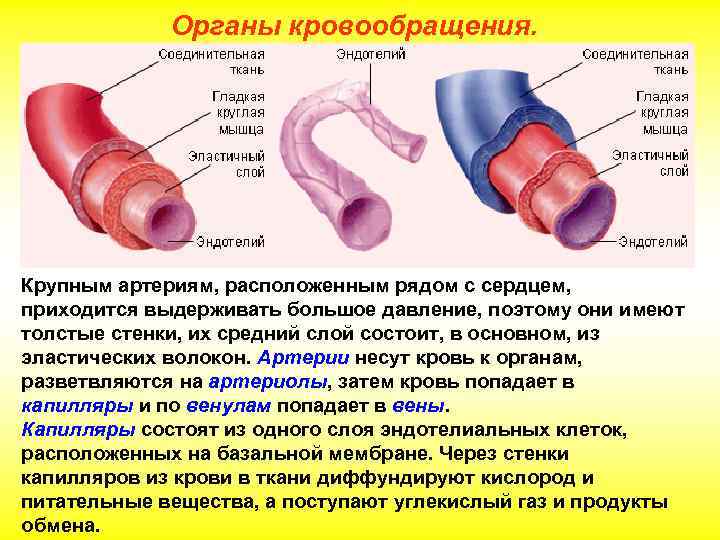 Органы кровообращения. Крупным артериям, расположенным рядом с сердцем, приходится выдерживать большое давление, поэтому они