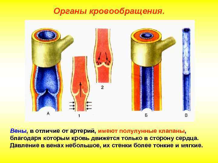 Органы кровообращения. Вены, в отличие от артерий, имеют полулунные клапаны, благодаря которым кровь движется