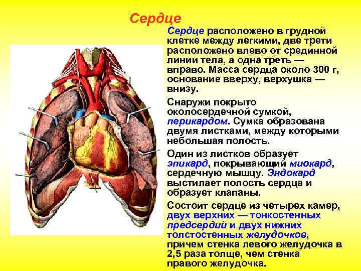 Сердце расположено в грудной клетке между легкими, две трети расположено влево от срединной линии