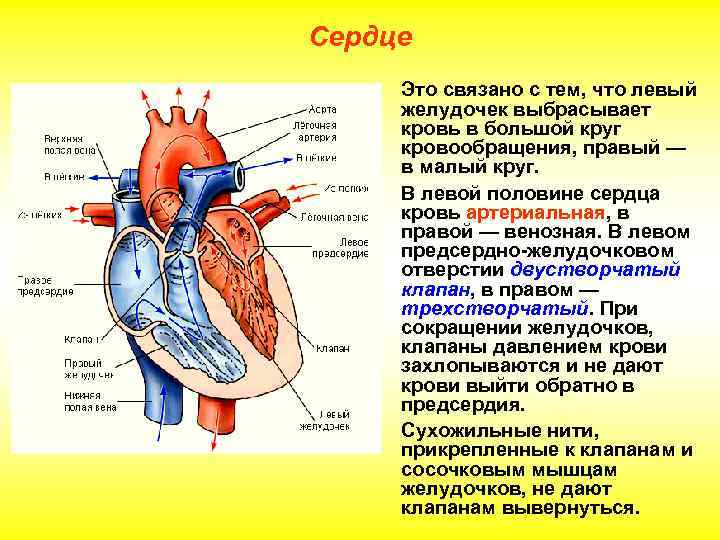 Сердце Это связано с тем, что левый желудочек выбрасывает кровь в большой круг кровообращения,