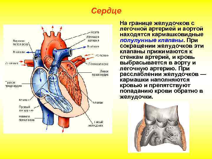 Сердце На границе желудочков с легочной артерией и аортой находятся кармашковидные полулунные клапаны. При