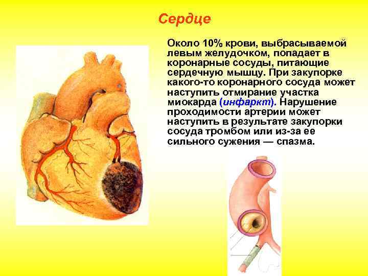 Сердце Около 10% крови, выбрасываемой левым желудочком, попадает в коронарные сосуды, питающие сердечную мышцу.