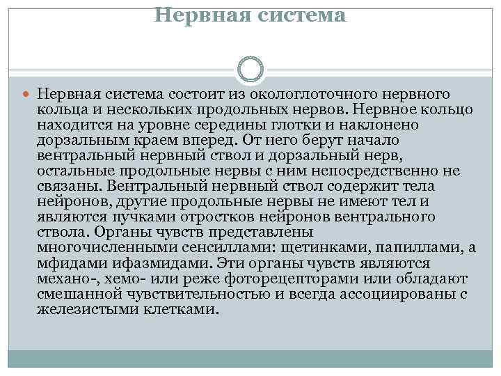 Нервная система состоит из окологлоточного нервного кольца и нескольких продольных нервов. Нервное кольцо находится