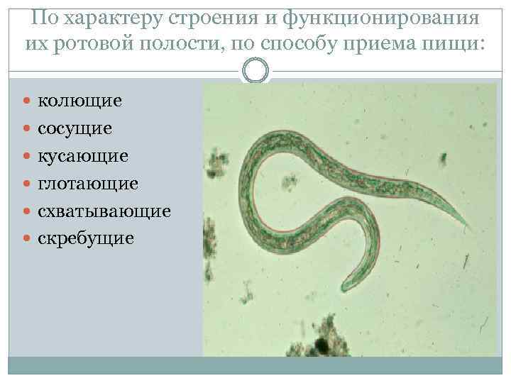 По характеру строения и функционирования их ротовой полости, по способу приема пищи: колющие сосущие