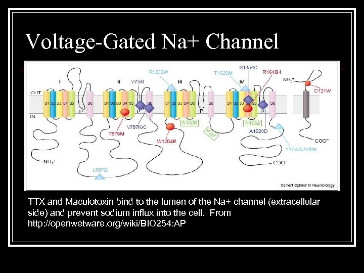 Voltage-Gated Na+ Channel TTX and Maculotoxin bind to the lumen of the Na+ channel