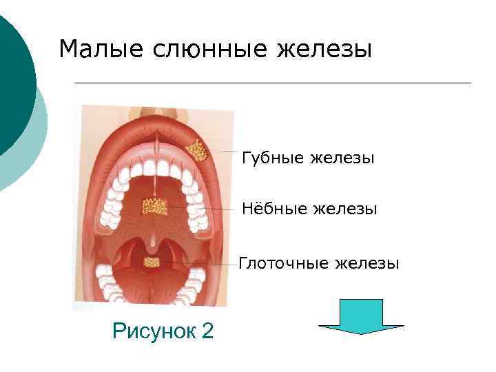 Малые слюнные железы Губные железы Нёбные железы Глоточные железы Рисунок 2 