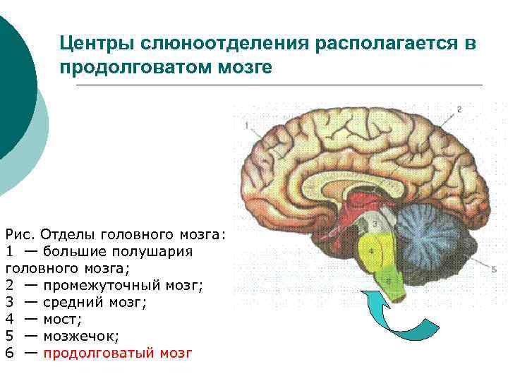 Слюноотделение какой отдел мозга. Центр слюноотделения в продолговатом мозге. Центр слюноотделения находится. Центр регуляции слюноотделения располагается в. Слюноотделительныц у тр продолговатого мозга.