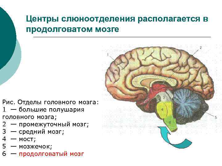 В каком отделе находится