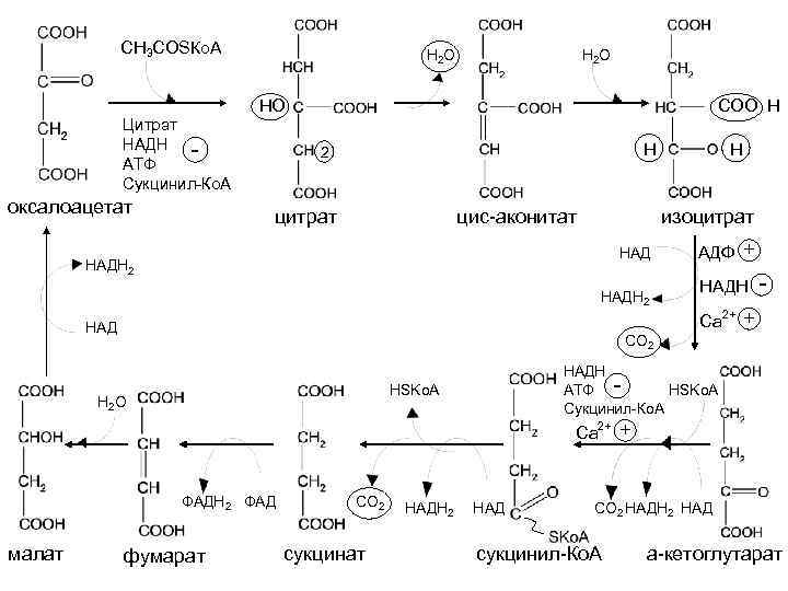 1 реакция цикла кребса. Цикл Кребса биохимия реакции. Цикл трикарбоновых кислот Кребса биохимия. Цикл Кребса биохимия с ферментами. Цикл Кребса последовательность реакций биохимия.