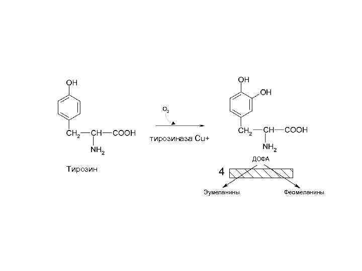 Синтез тирозина. Окисление тирозина реакция. Тирозин + тирозиназа = меланин схема. Превращение тирозина в меланоцитах. Синтез меланинов из тирозина биохимия.