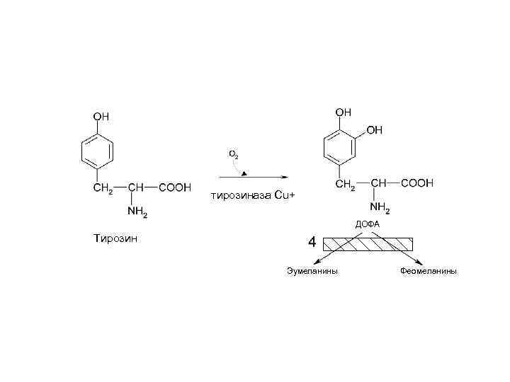 Тирозин фермент. Окисление тирозина реакция. Тирозин + тирозиназа = меланин схема. Превращение тирозина в меланоцитах. Синтез Глюкозы из тирозина.