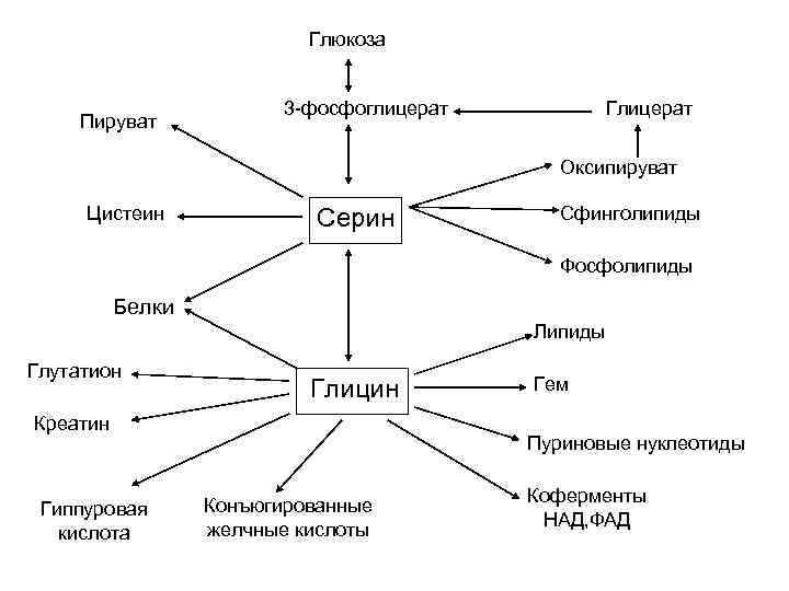 Глюкоза Пируват 3 -фосфоглицерат Глицерат Оксипируват Цистеин Серин Сфинголипиды Фосфолипиды Белки Липиды Глутатион Глицин