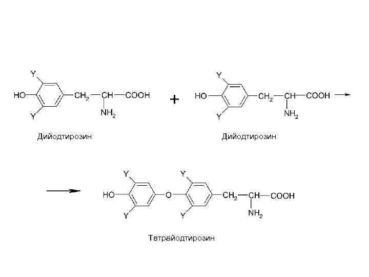 Дийодтирозин Тетрайодтирозин 