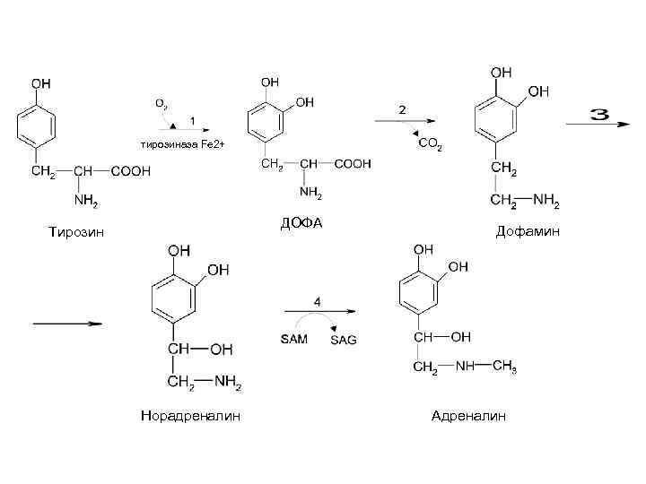 Тирозин фермент. Тирозина в Дофа реакция. Тирозин в Дофа. Тирозин Дофа дофамин норадреналин адреналин. Синтез норадреналина из тирозина.