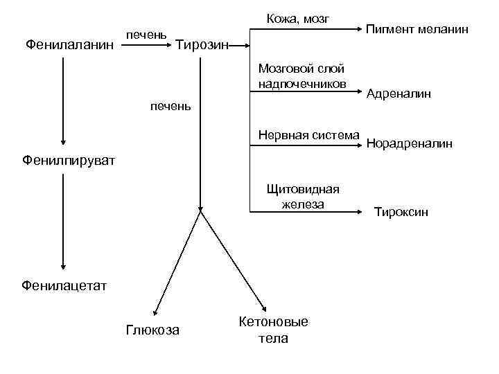 Кожа, мозг Фенилаланин печень Пигмент меланин Тирозин Мозговой слой надпочечников печень Нервная система Адреналин