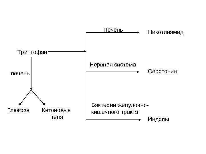 Печень Никотинамид Триптофан Нервная система Серотонин печень Глюкоза Кетоновые тела Бактерии желудочнокишечного тракта Индолы