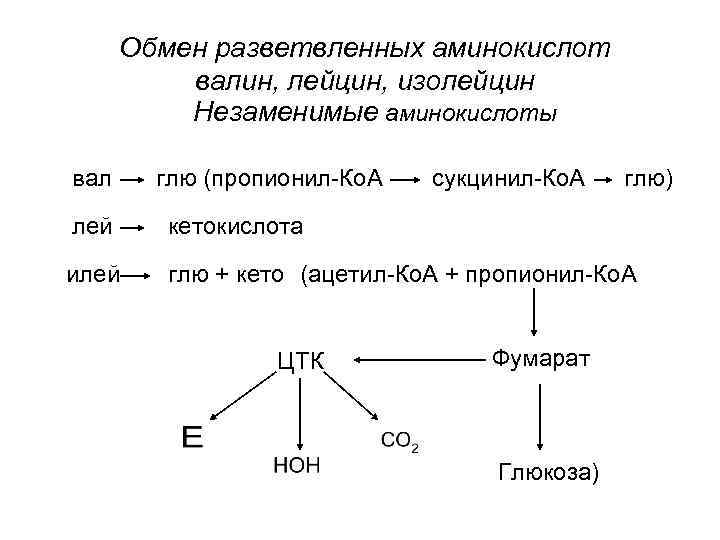 Обмен разветвленных аминокислот валин, лейцин, изолейцин Незаменимые аминокислоты вал глю (пропионил-Ко. А сукцинил-Ко. А