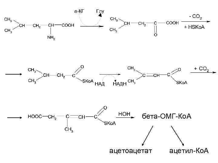 а-КГ Глу НАДН бета-ОМГ-Ко. А ацетоацетат ацетил-Ко. А 