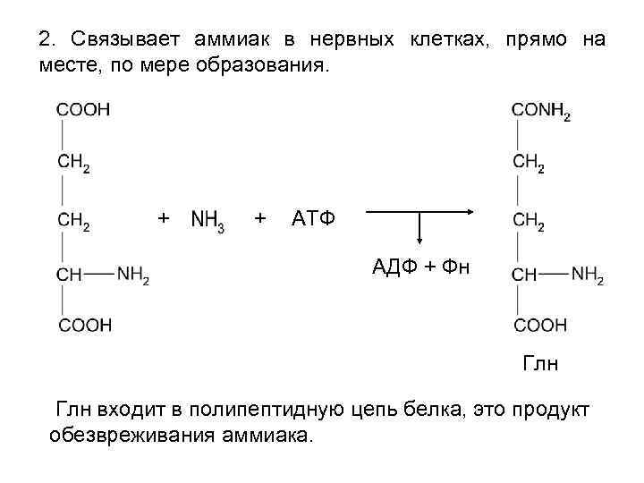 2. Связывает аммиак в нервных клетках, прямо на месте, по мере образования. + +