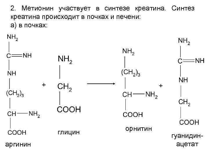 2. Метионин участвует в синтезе креатина. Синтез креатина происходит в почках и печени: а)