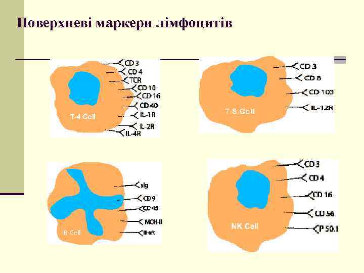 Поверхневі маркери лімфоцитів 