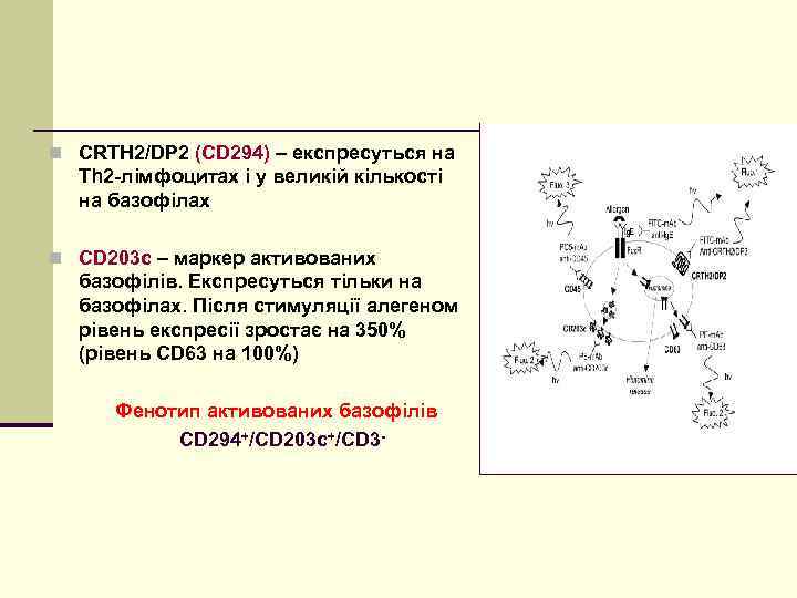 n CRTH 2/DP 2 (CD 294) – експресуться на Th 2 -лімфоцитах і у