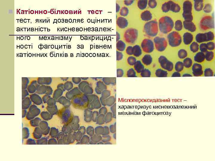 n Катіонно-білковий тест – тест, який дозволяє оцінити активність кисневонезалежного механізму бакрицидності фагоцитів за