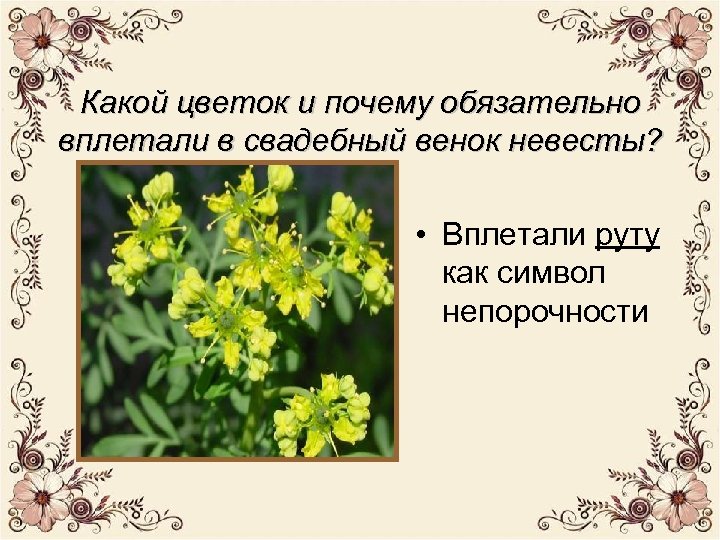 Какой цветок и почему обязательно вплетали в свадебный венок невесты? • Вплетали руту как