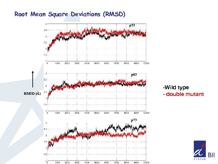 Root Mean Square Deviations (RMSD) p 53 p 63 -Wild type - double mutant
