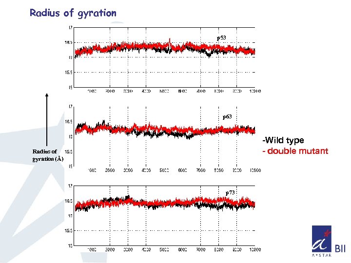 Radius of gyration p 53 p 63 -Wild type - double mutant Radius of