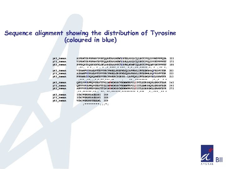 Sequence alignment showing the distribution of Tyrosine (coloured in blue) p 63_human p 73_human