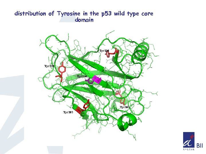 distribution of Tyrosine in the p 53 wild type core domain Tyr 126 Tyr
