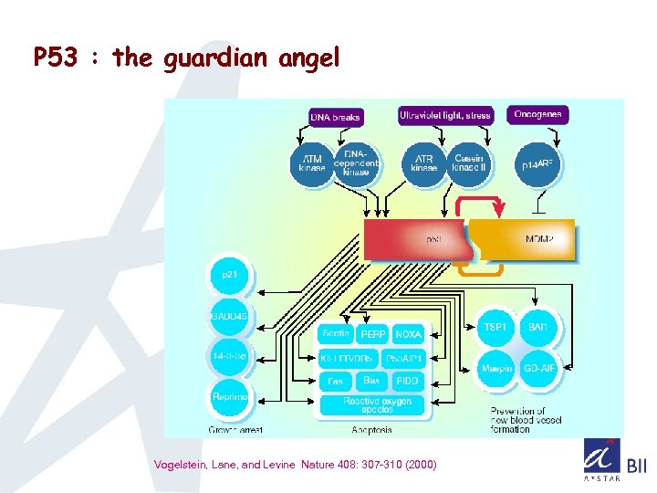 P 53 : the guardian angel Vogelstein, Lane, and Levine Nature 408: 307 -310