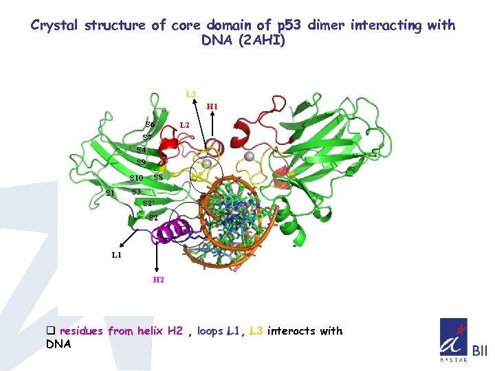 Crystal structure of core domain of p 53 dimer interacting with DNA (2 AHI)