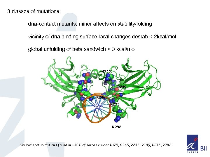 3 classes of mutations: dna-contact mutants, minor affects on stability/folding vicinity of dna binding