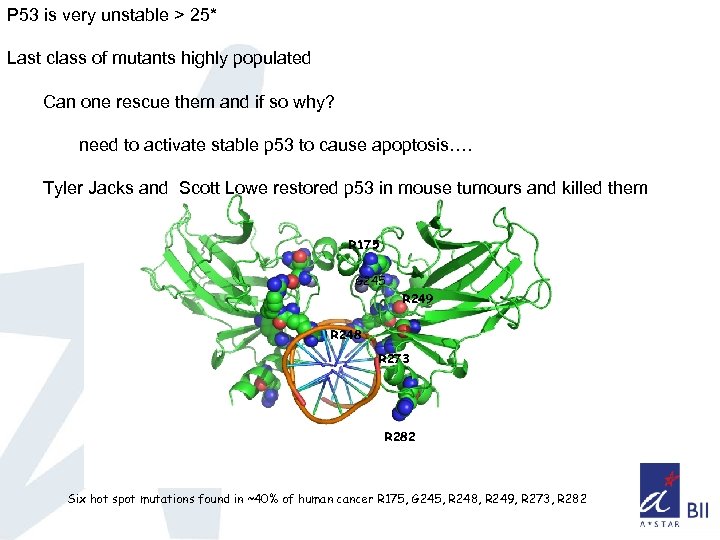 P 53 is very unstable > 25* Last class of mutants highly populated Can