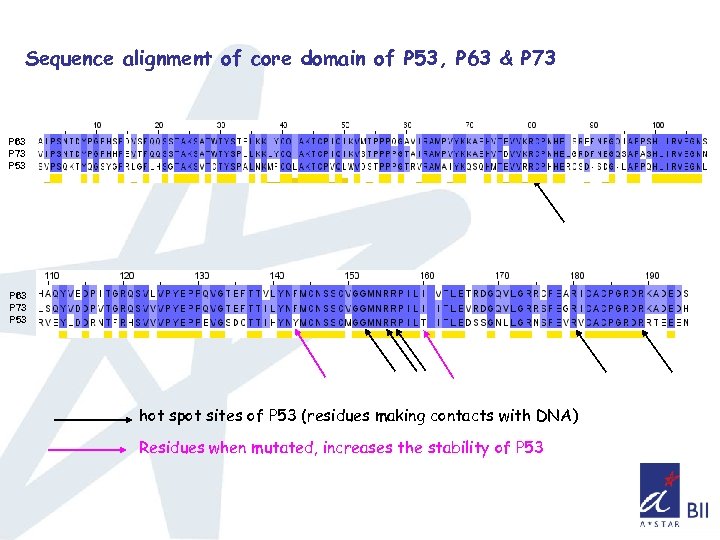 Sequence alignment of core domain of P 53, P 63 & P 73 P