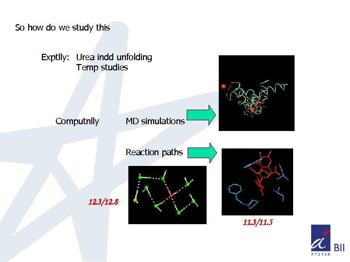 So how do we study this Exptlly: Urea indd unfolding Temp studies Computnlly MD