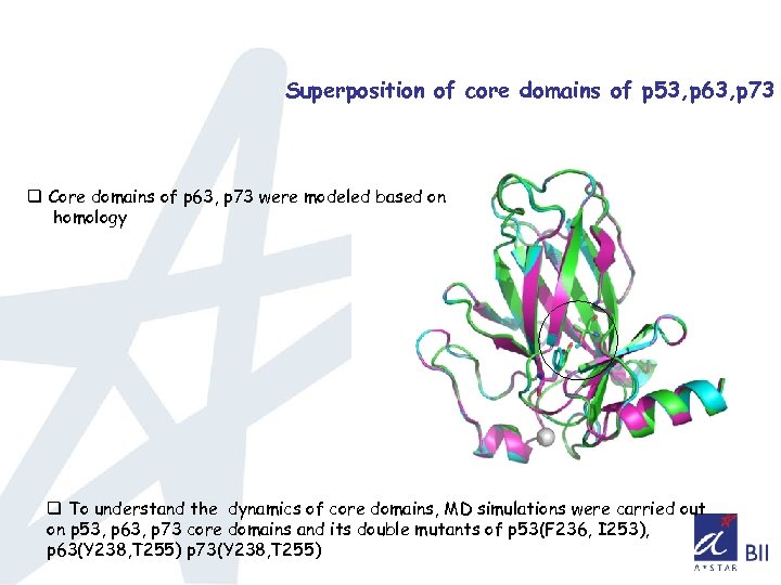 Superposition of core domains of p 53, p 63, p 73 q Core domains