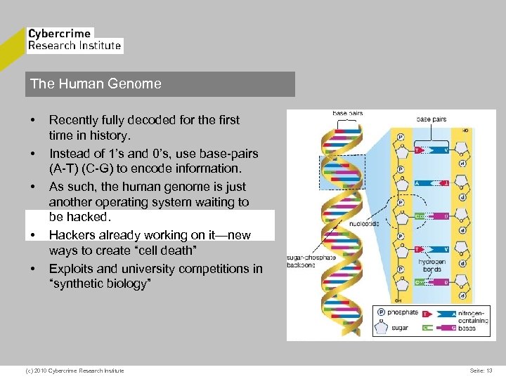 The Human Genome • • • Recently fully decoded for the first time in