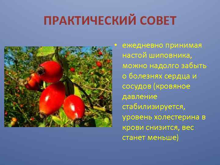 ПРАКТИЧЕСКИЙ СОВЕТ • ежедневно принимая настой шиповника, можно надолго забыть о болезнях сердца и